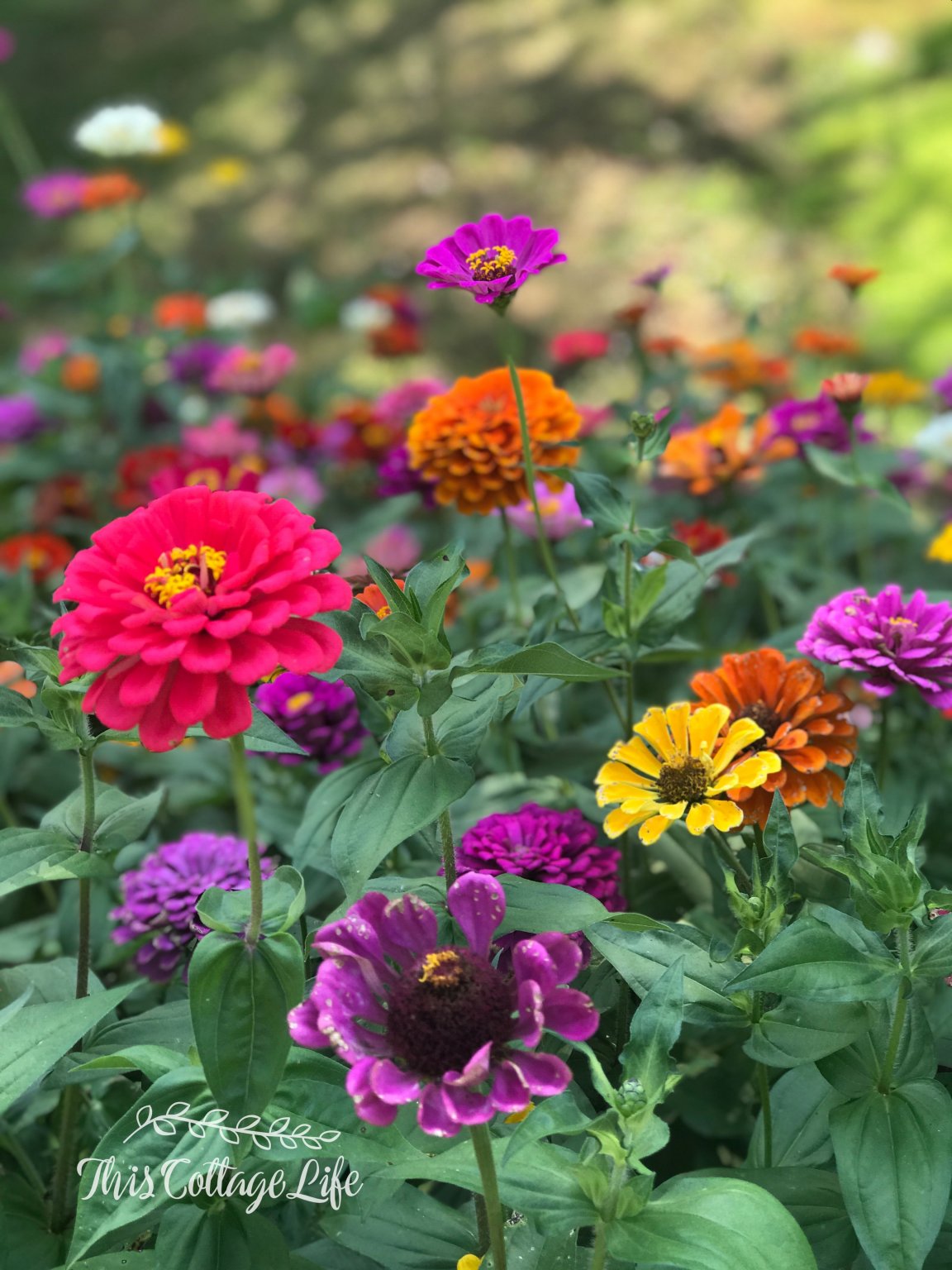 Where To Plant Zinnias - Don't miss out!