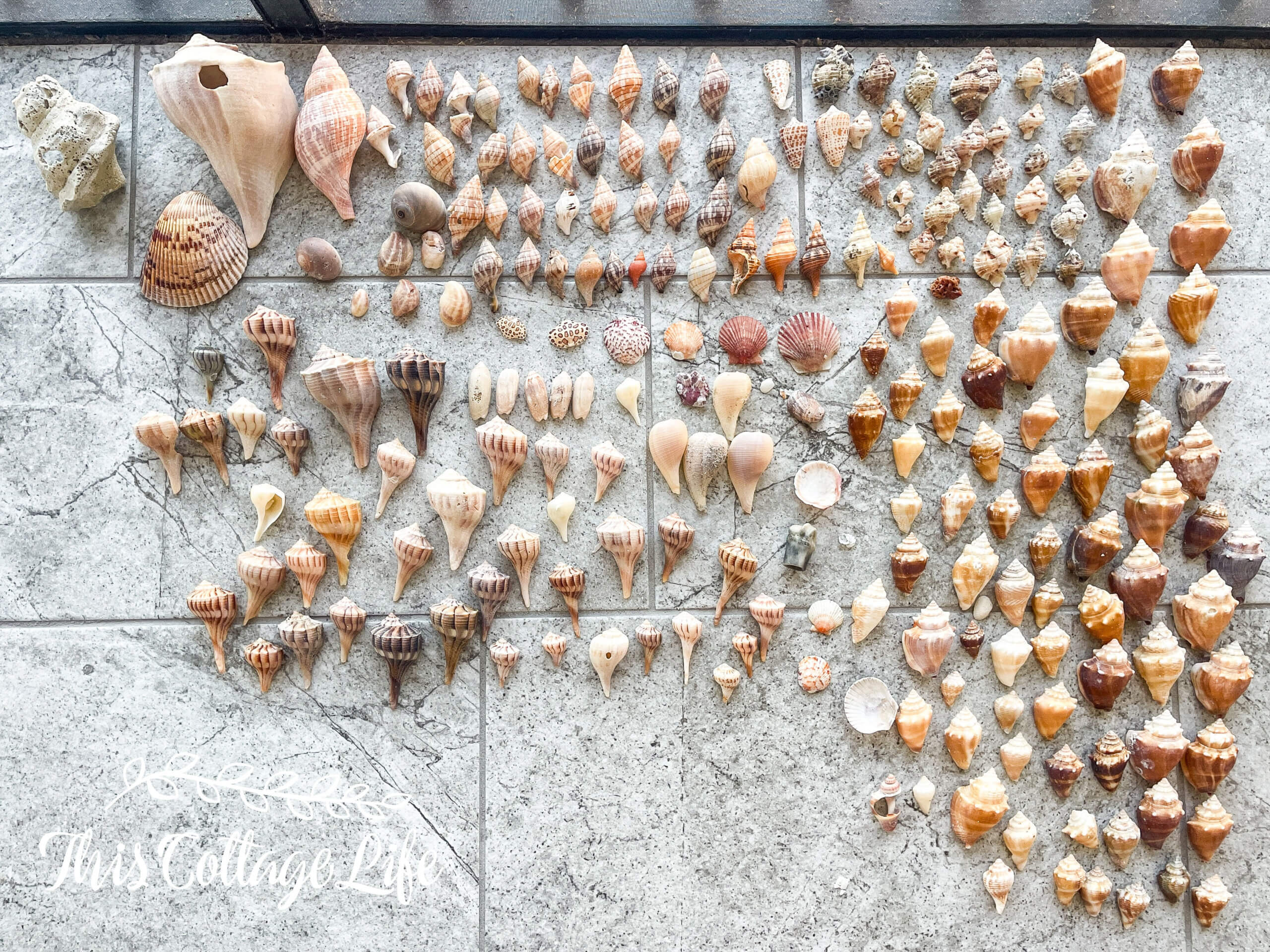 Shell Searching on Sanibel - This Cottage Life